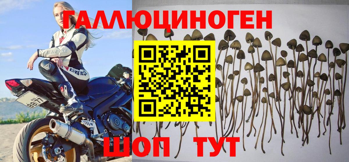 где продают   Клинцы  Псилоцибиновые грибы Cubensis 